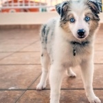 Australian Shepherd new wallpapers