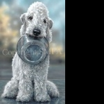 Bedlington Terrier photo