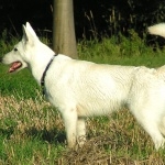 Berger Blanc Suisse hd pics