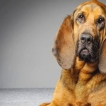 Bloodhound free