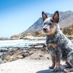 Blue Heeler wallpapers for desktop