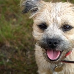 Border Terrier pics