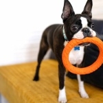 Boston Terrier hd wallpaper