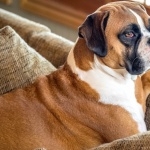 Boxer breed hd wallpaper