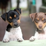 Brazilian Terrier images