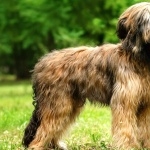 Briard desktop wallpaper