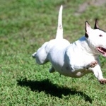 Bull Terrier (Miniature) wallpapers