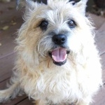 Cairn Terrier hd wallpaper