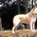 Canaan Dog widescreen