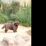 Cantabrian Water Dog free wallpapers