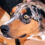 Catahoula Cur widescreen