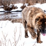 Caucasian Shepherd Dog download wallpaper