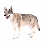 Czechoslovak Wolfdog 2025