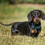 Dachshund hd photos