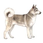 East Siberian Laika cute