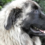 Estrela Mountain Dog funny