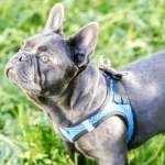 French Bulldog wallpapers for desktop