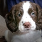 French Spaniel hd pics