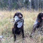 German Longhaired Pointer background