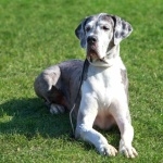 Great Dane pics