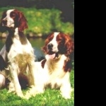 Irish Red and White Setter high definition wallpapers