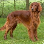 Irish Setter download wallpaper