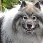 Keeshond free download