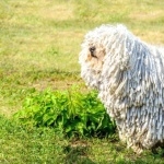 Komondor wallpapers for desktop