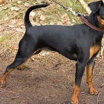 Miniature Pinscher hd photos