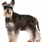 Miniature Schnauzer image