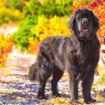 Newfoundland breed download wallpaper