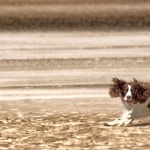 Norfolk Spaniel image