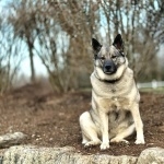 Norwegian Elkhound hd pics