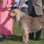 Otterhound free