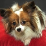 Papillon breed hd desktop