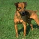 Patterdale Terrier photo