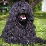 Portuguese Water Dog 1080p