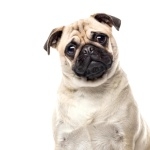 Pug new photos