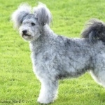 Pumi breed new wallpapers