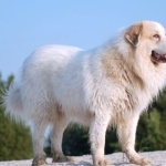 Pyrenean Mastiff high definition wallpapers