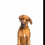 Rhodesian Ridgeback breed