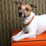 Russell Terrier full hd