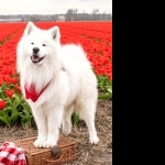 Samoyed breed 1080p