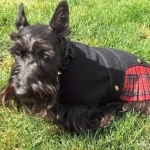 Scottish Terrier wallpapers hd