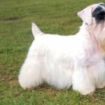 Sealyham Terrier breed