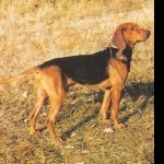 Serbian Hound hd wallpaper