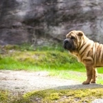 Shar Pei desktop