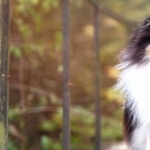 Shetland Sheepdog funny