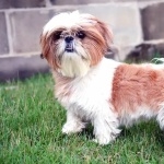 Shih Tzu hd pics