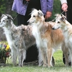 Silken Windhound free wallpapers